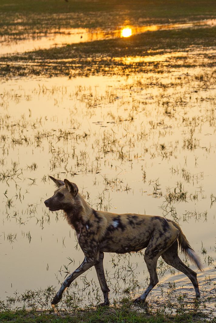 Wild dog, Moremi Game Reserve, Botswana